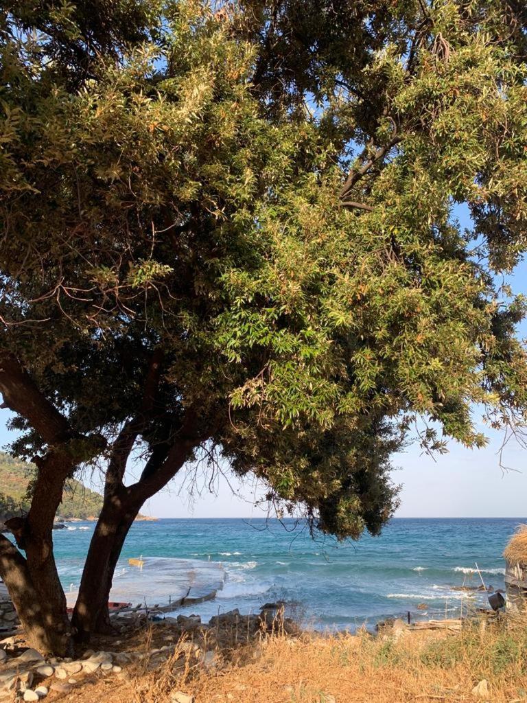 King Studios كوينيرا المظهر الخارجي الصورة